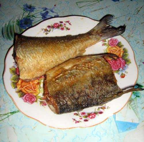 Рыба сиг: описание и разновидности, места обитания, рецепты приготовления и фото