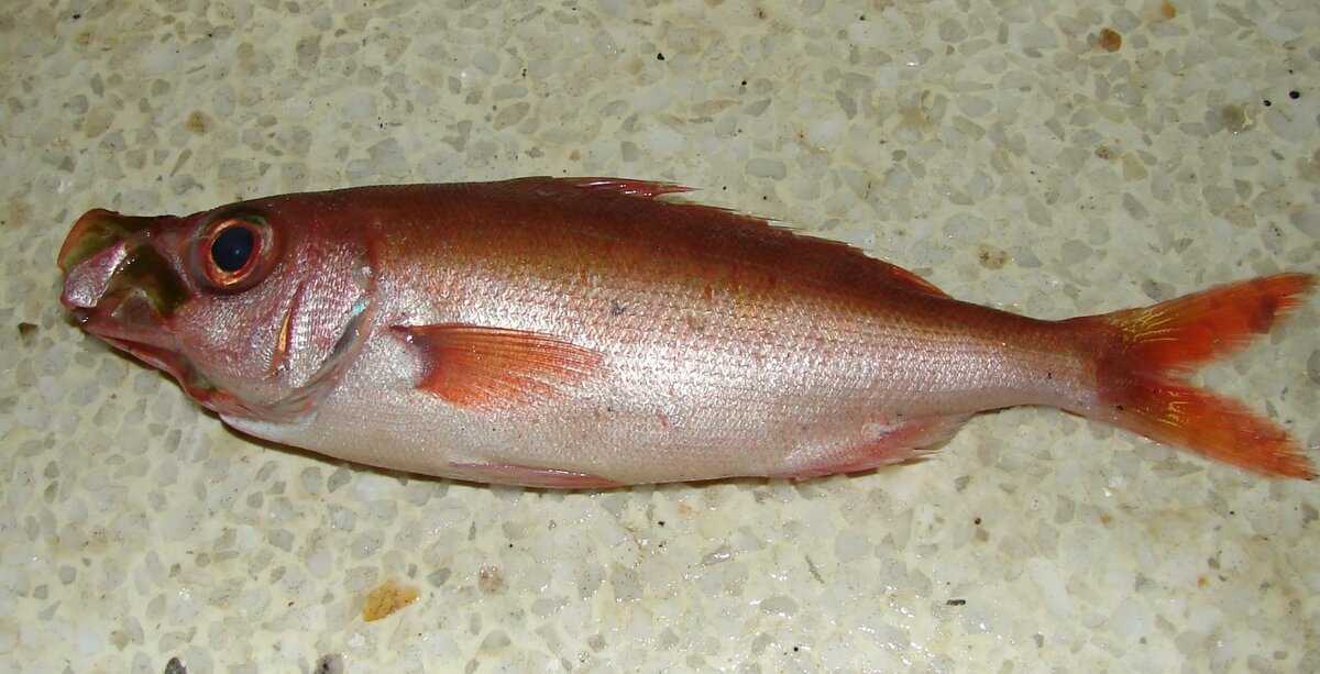 Рыба красноглазка – 11 самых простых и очень вкусных рецептов приготовления
