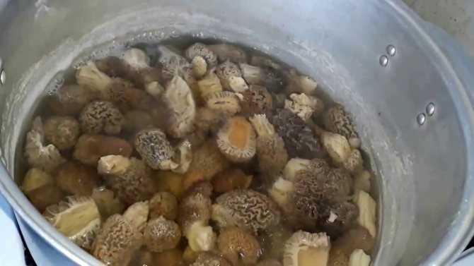 Грибы сморчки – описание, сколько варить до готовности, блюда из сморчков, соус из грибов