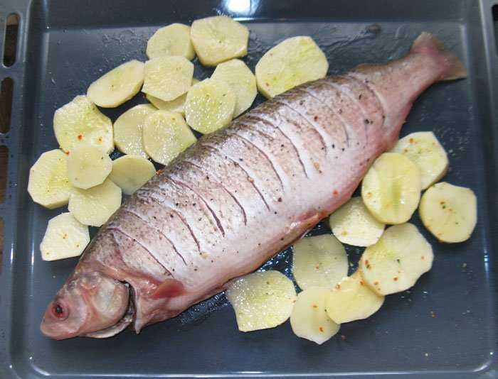 Рыба муксун: пошаговые рецепты с фото для легкого приготовления 🚩 кулинарные рецепты