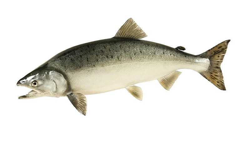Горбуша запечённая в духовке, простые рецепты сочной вкусной рыбы