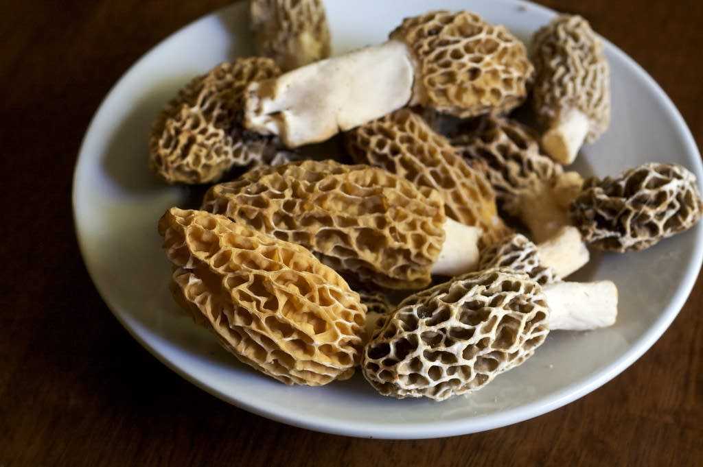 Как вкусно приготовить грибы сморчки