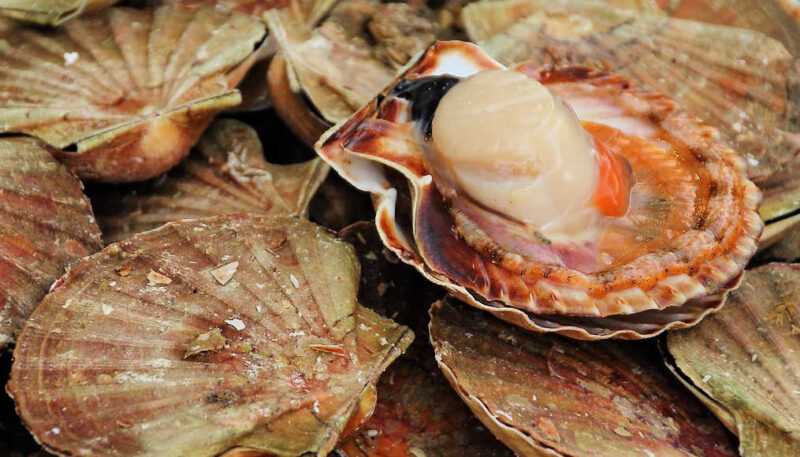 Морской гребешок – что это такое, рецепты приготовления на гриле и мангале, жареного, отварного и тушеного
