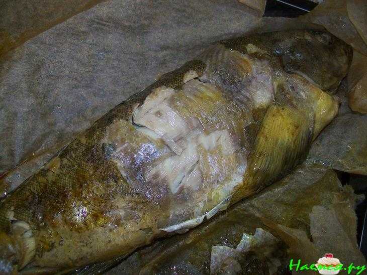 Терпуг рыба. фото и описание, польза, рецепты, как приготовить