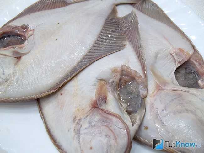 Камбала: описание рыбы с фото, как приготовить и чистить, рецепты