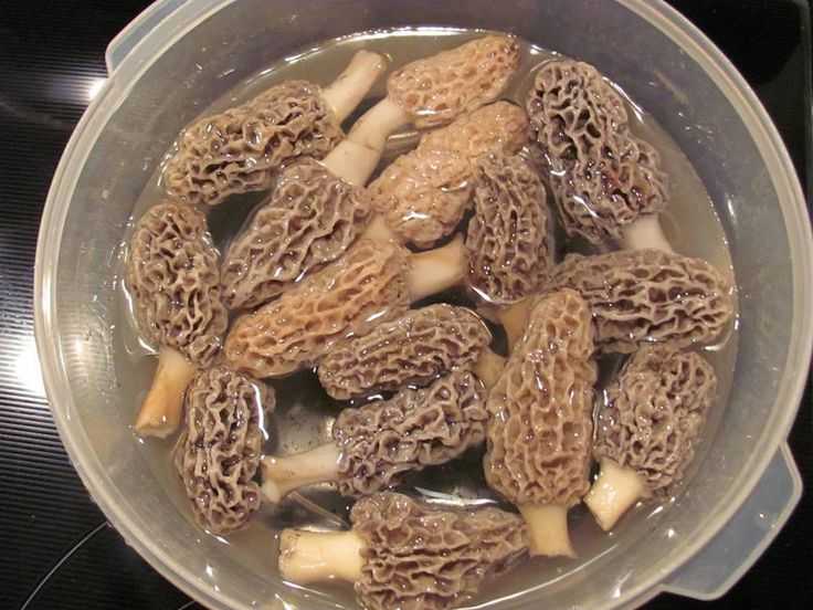 Рецепты с грибами сморчки