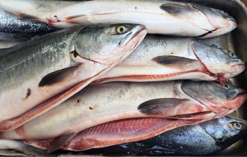 Горбуша запеченная в духовке: как запечь рыбу, чтобы была сочная и вкусная