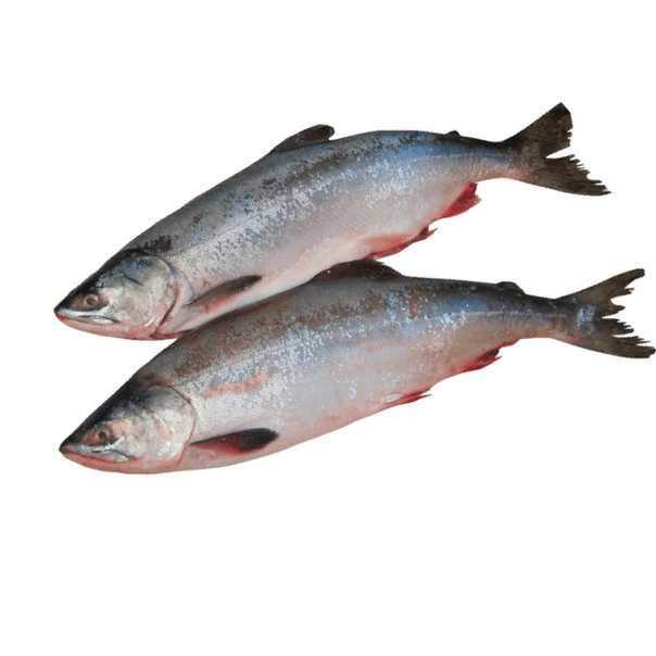 Горбуша — 6 рецептов приготовления вкусной рыбы
