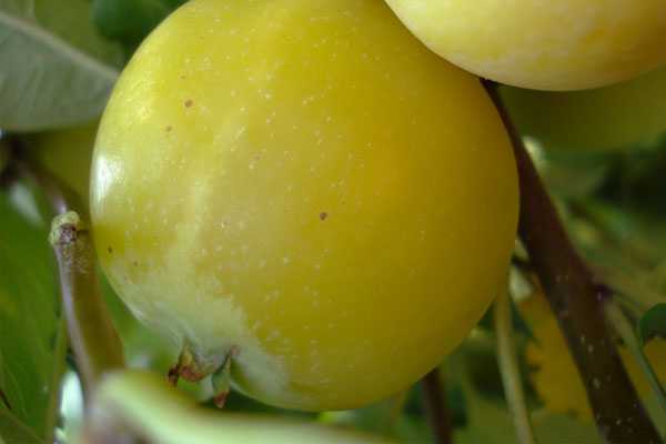 Яблоко – применение, полезные свойства и лучшие рецепты