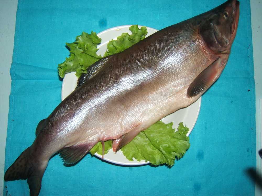 Сочная горбуша, запечённая в духовке — простые рецепты вкусной рыбы