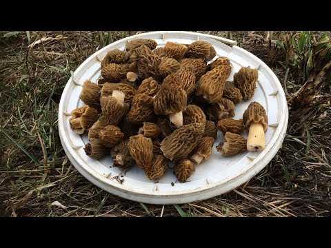 Рецепты с грибами сморчки