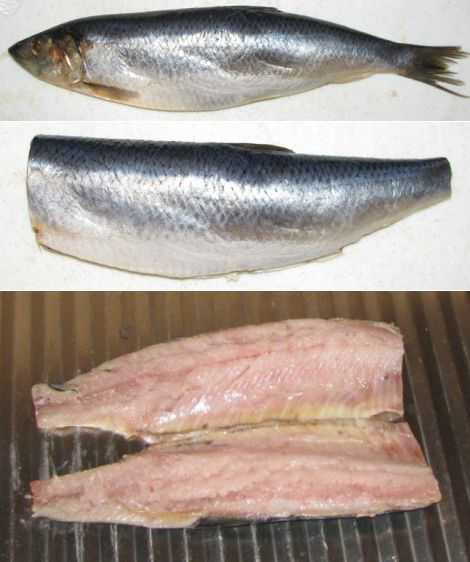 🚩 лакедра или желтохвост: описание рыбы и среды ее обитания