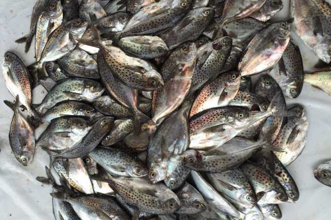 Масляная рыба: полезные свойства и калорийность, как приготовить эсколар