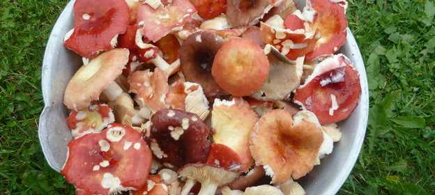 Картофельно-грибная запеканка в духовке | cамые вкусные рецепты запеканок