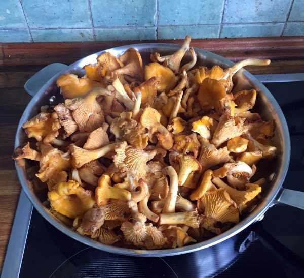 Лисички в сметане на сковороде — 5 пошаговых рецептов приготовления